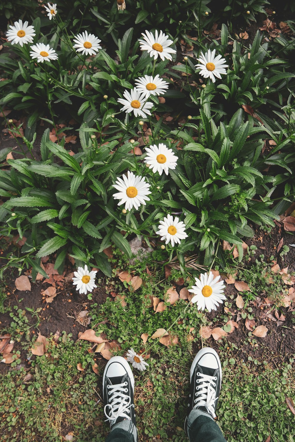 white and yellow daisy flowers