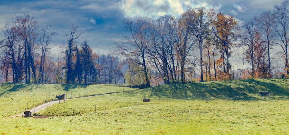 leafless trees on green grass field under cloudy sky during daytime