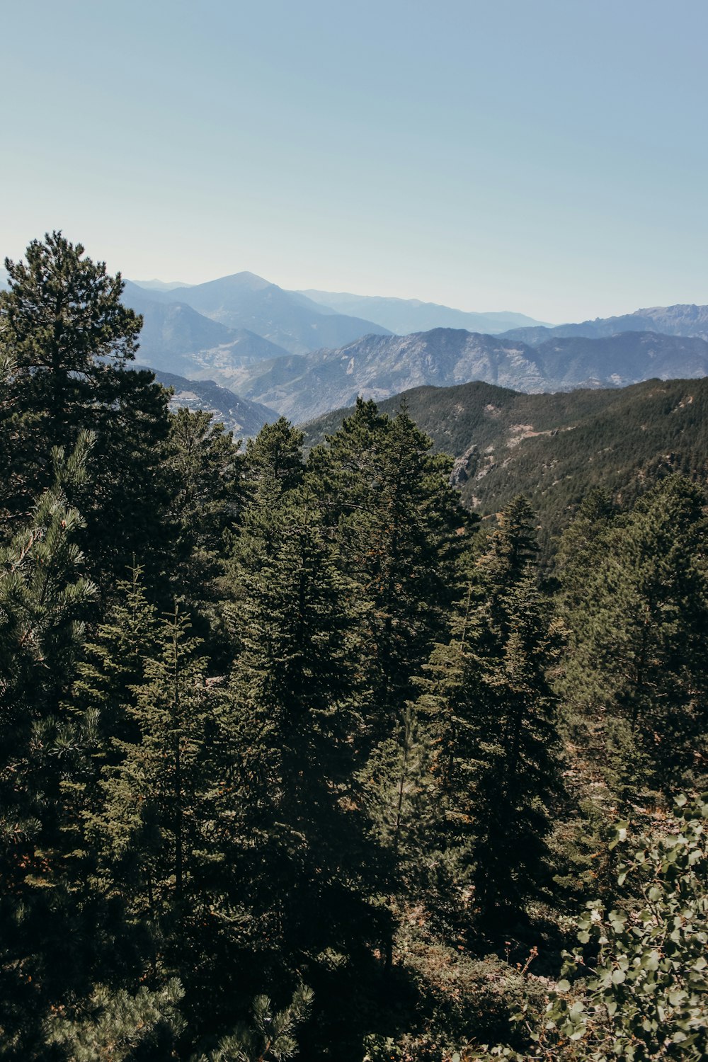 green pine trees near mountain during daytime