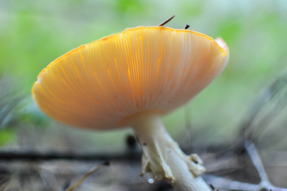 brown mushroom in tilt shift lens