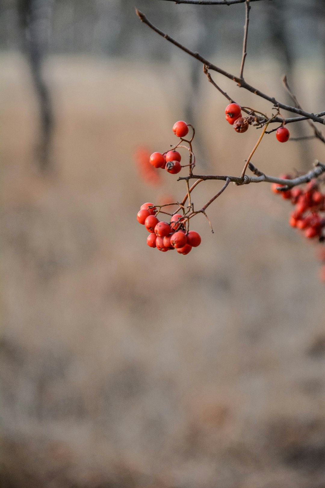 red round fruits in tilt shift lens