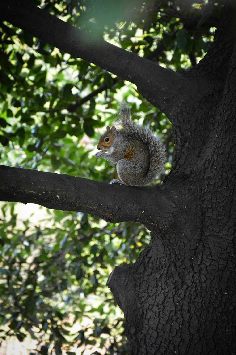 brown squirrel on tree branch during daytime