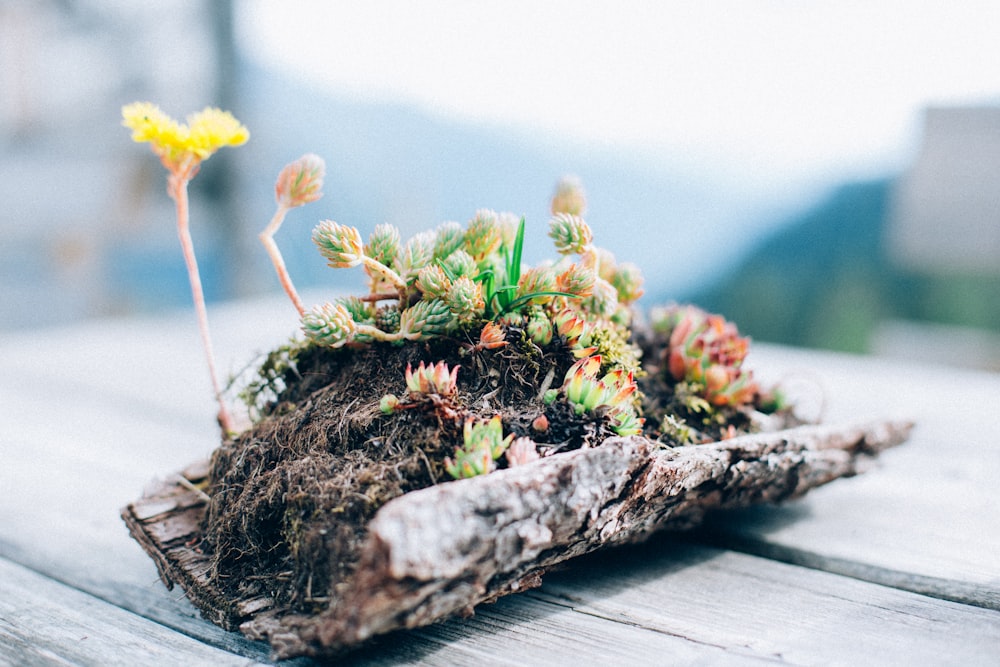 yellow flower on brown wooden log