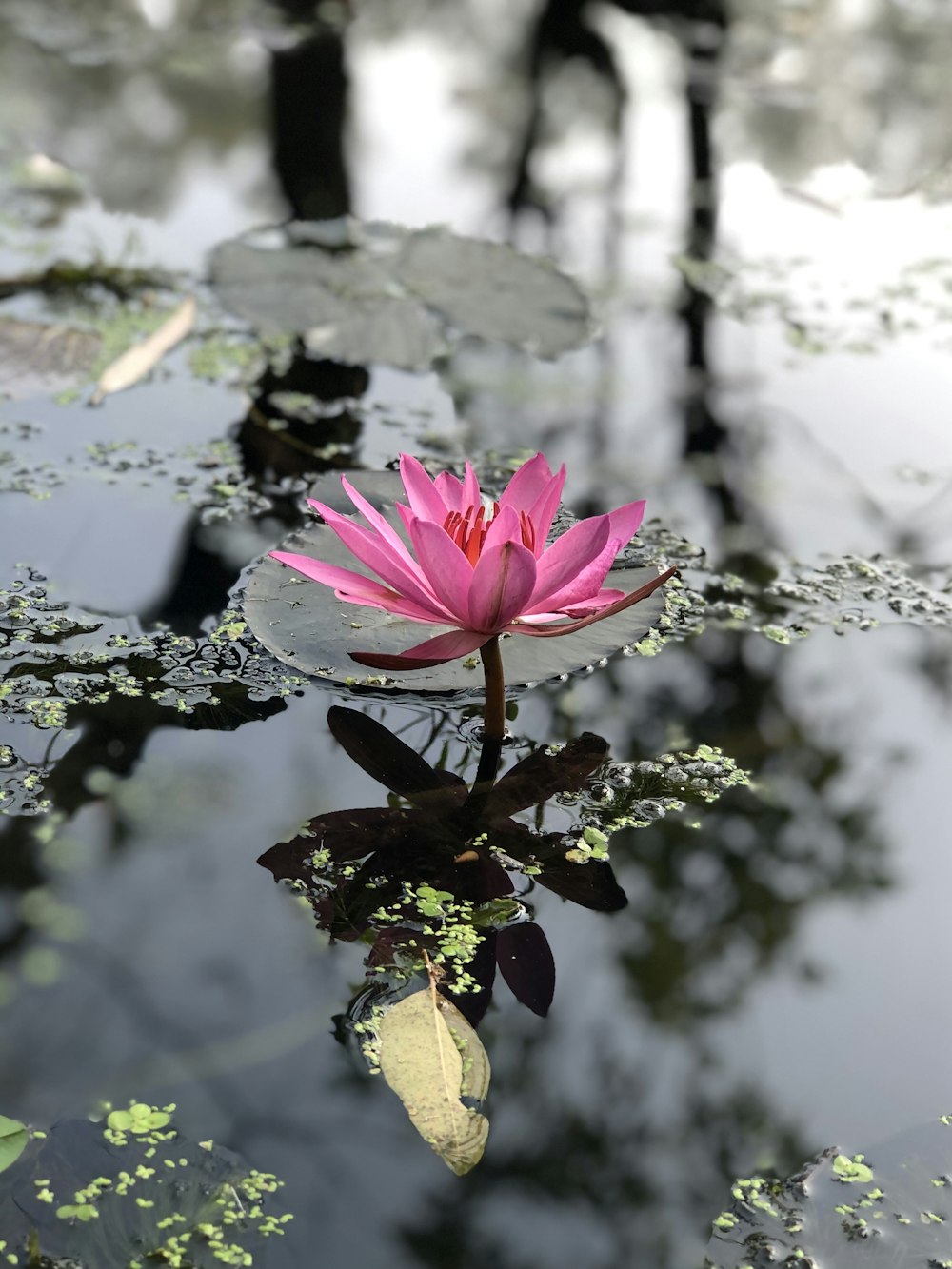 pink flower on green leaves