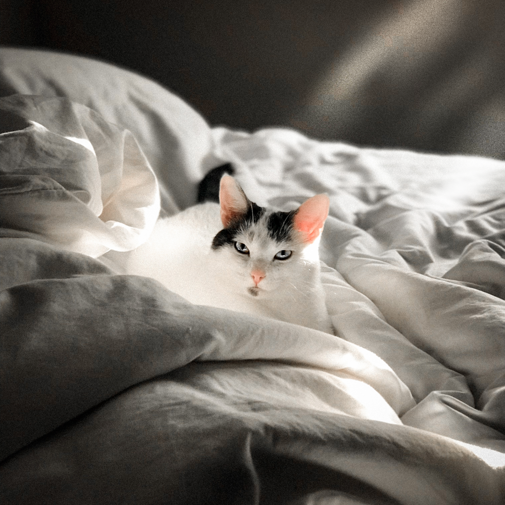 white and black cat on white textile