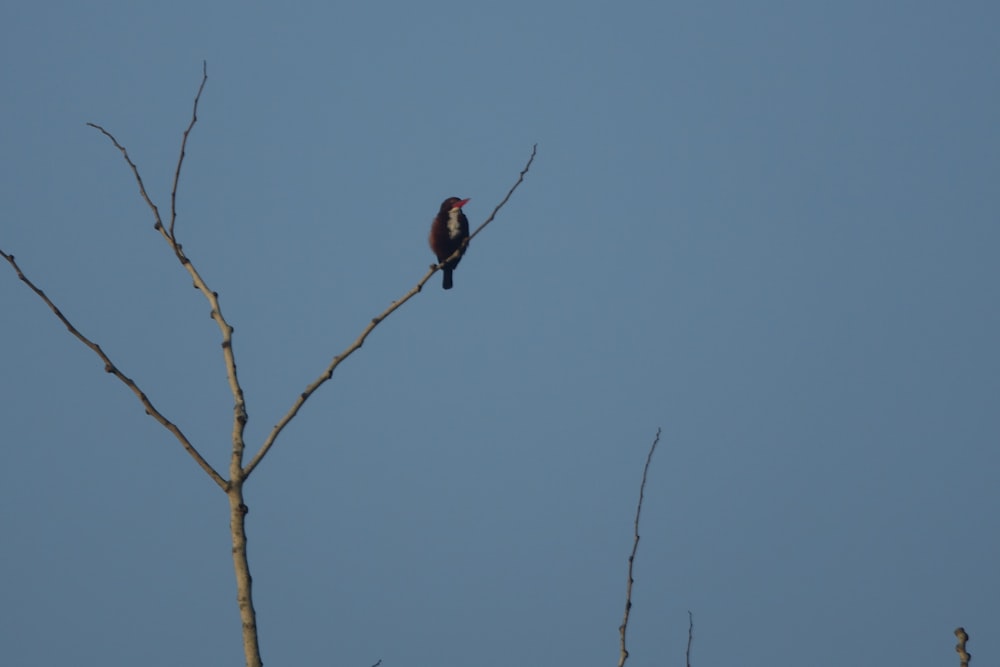 brown bird on brown tree branch during daytime