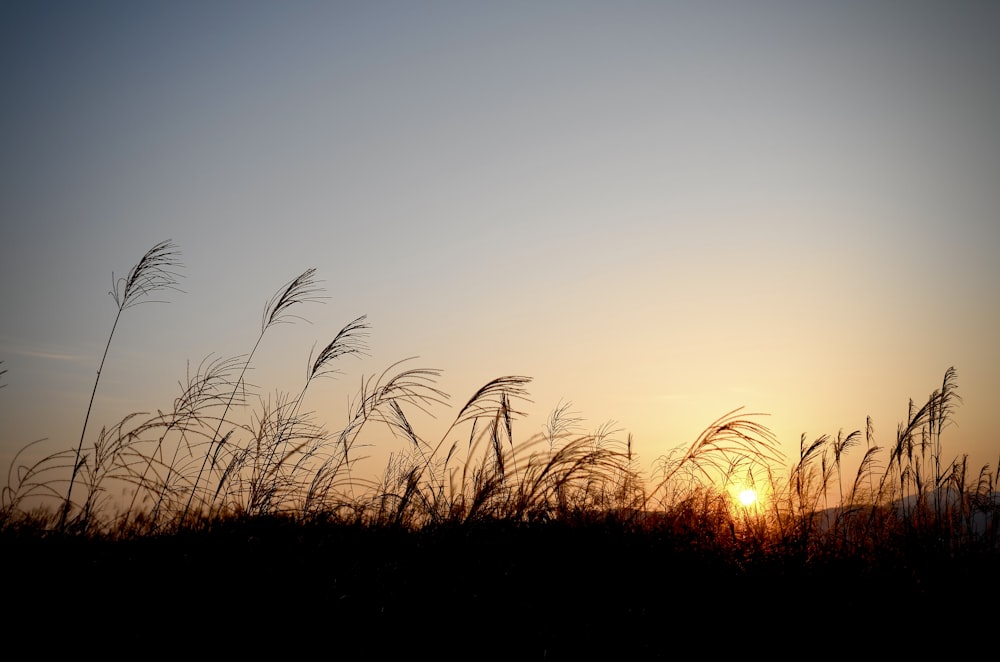 the sun is setting behind some tall grass