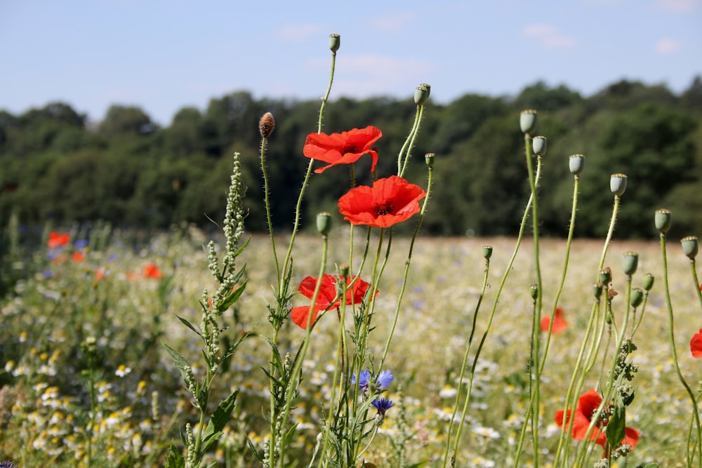 red flower on green grass field during daytime