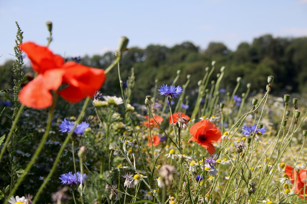 red flower on green grass field during daytime