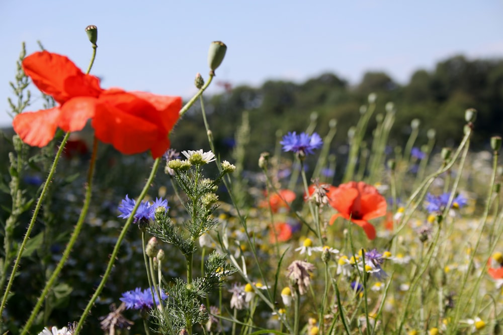 orange flower on purple flower field during daytime