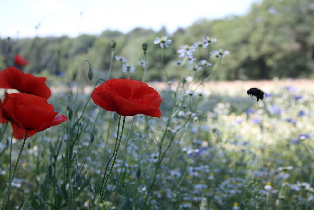 red flower in tilt shift lens