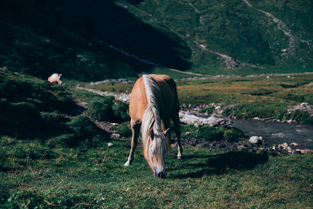 brown horse on green grass field during daytime