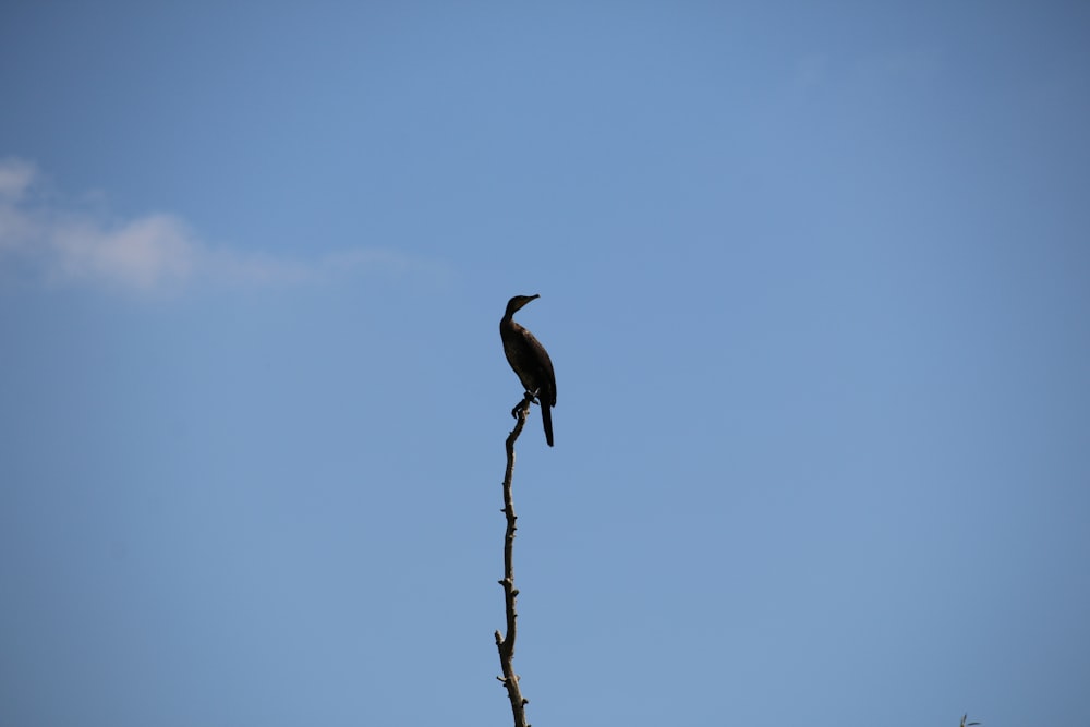 black bird on brown tree branch during daytime