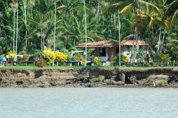 A tropical-style monster house surrounded by lush palm trees and vibrant hibiscus flowers