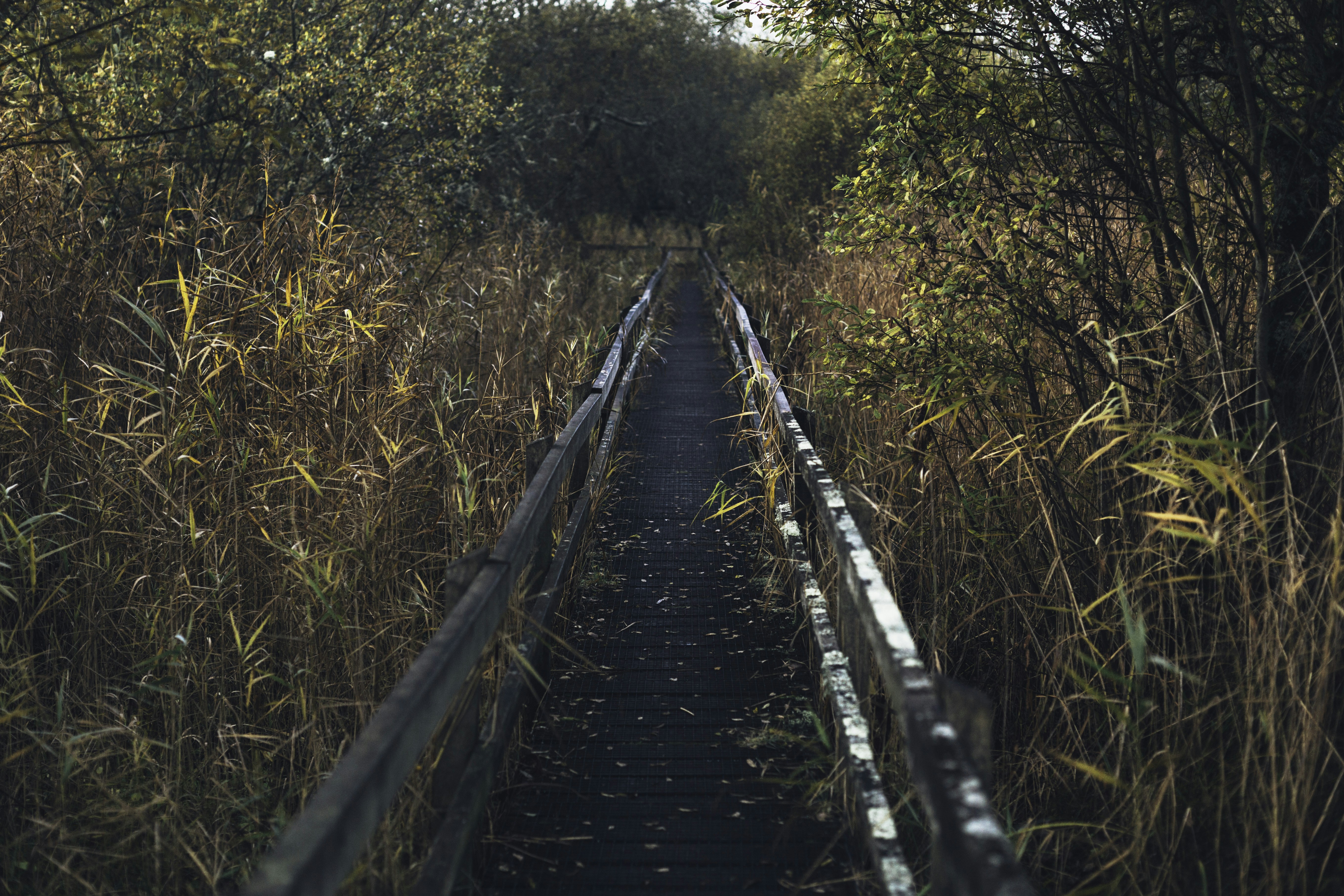 black wooden bridge in between green trees during daytime