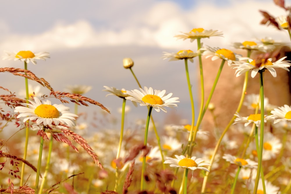 white and yellow flowers under white sky during daytime