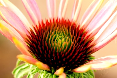 pink and green flower in macro photography