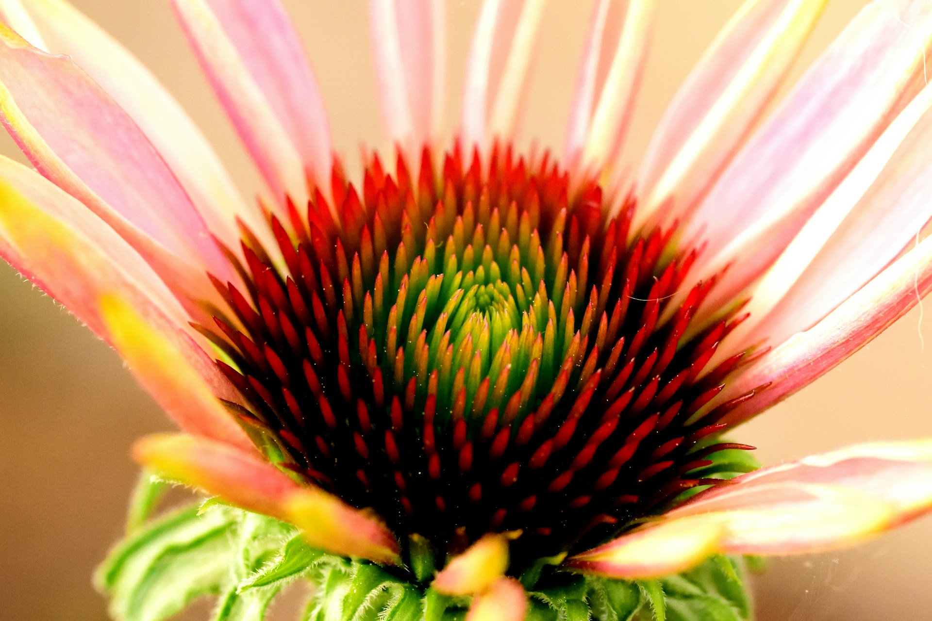 pink and green flower in macro photography