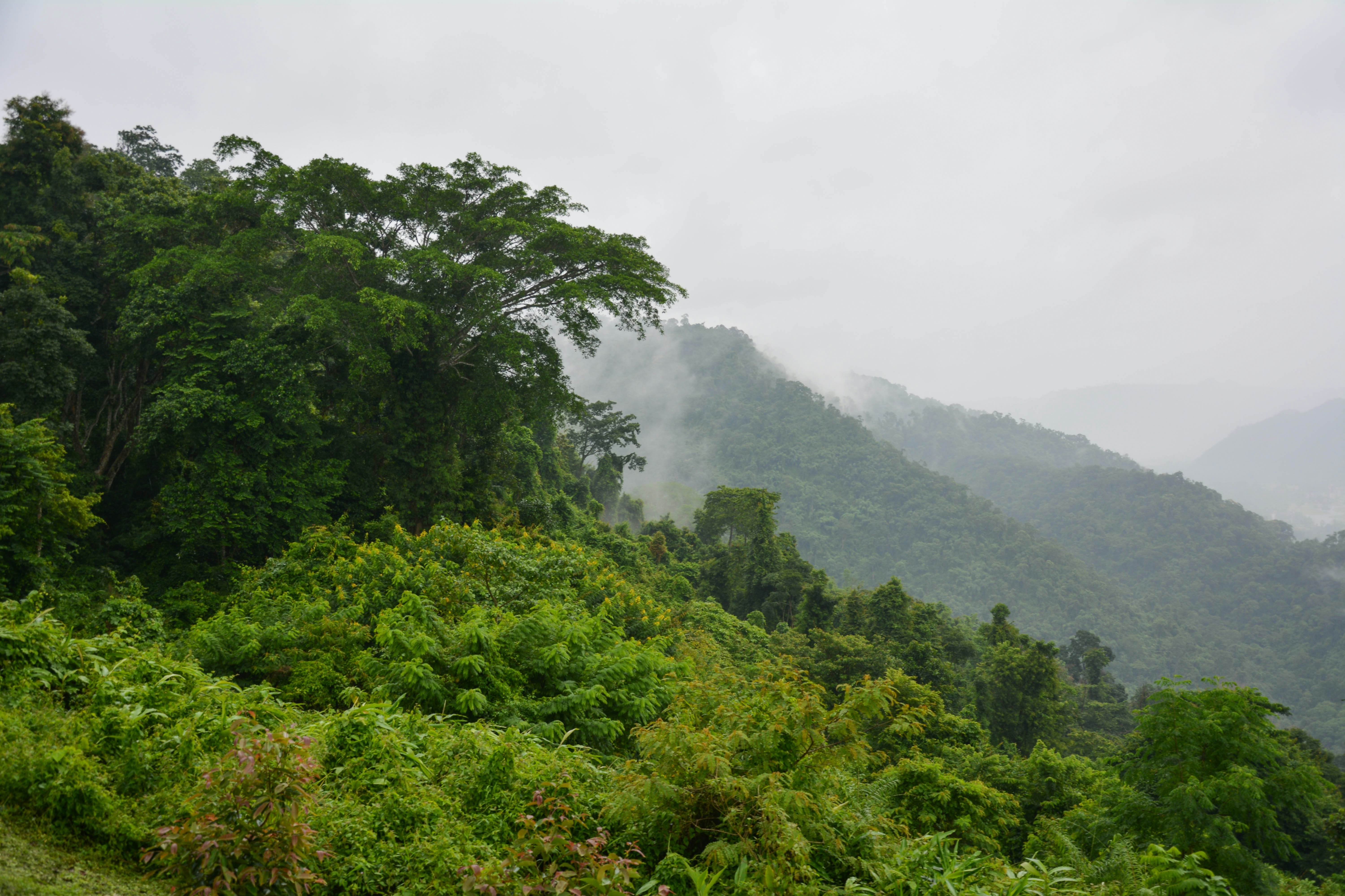 green trees on mountain during daytime