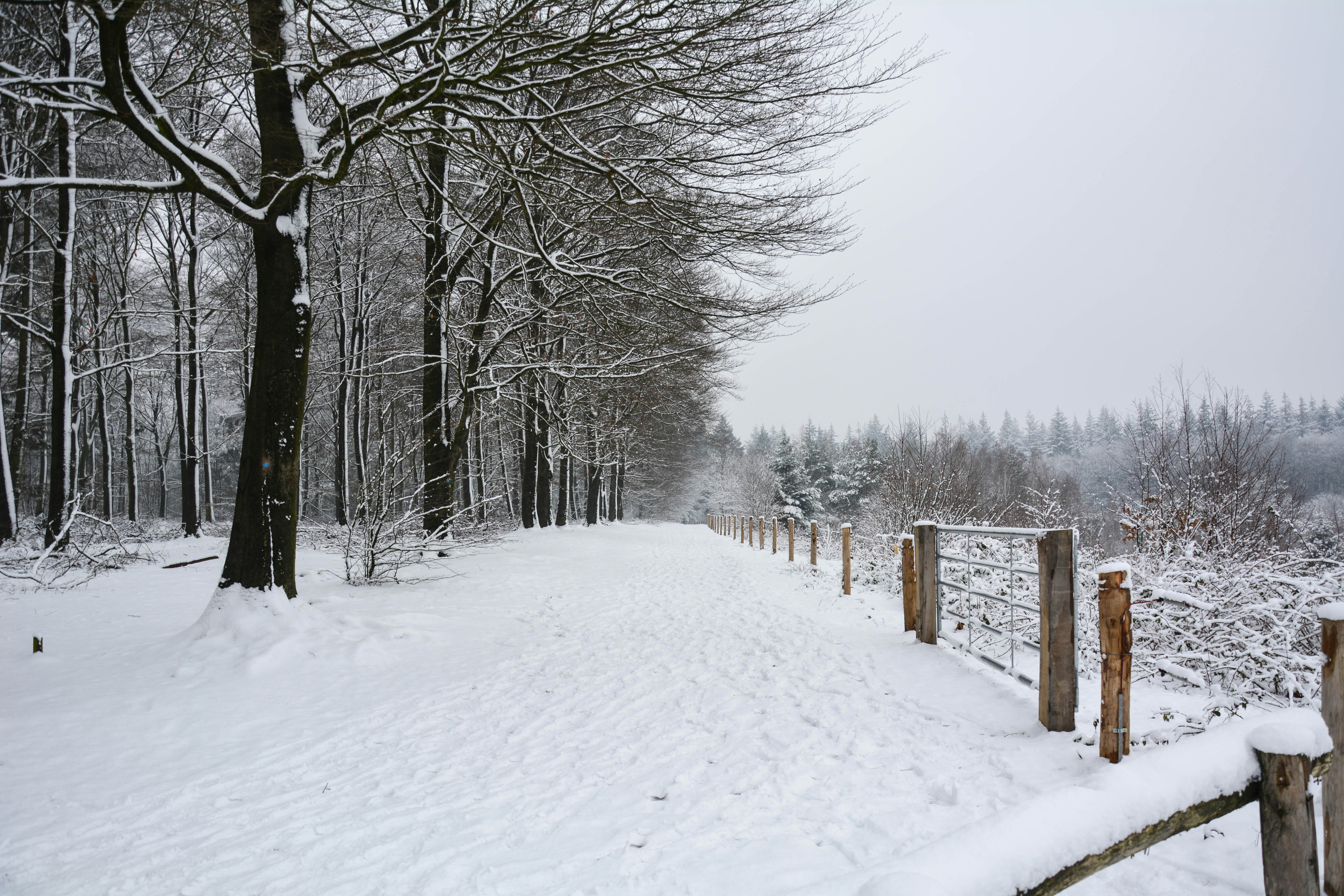 snow covered field with bare trees
