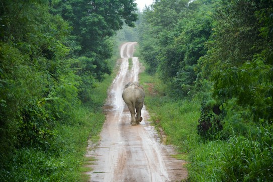 An elephant walks along a narrow, muddy path surrounded by dense green foliage. The path leads into a thick forest, and the atmosphere appears calm and natural.