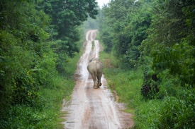 An elephant walks along a narrow, muddy path surrounded by dense green foliage. The path leads into a thick forest, and the atmosphere appears calm and natural.