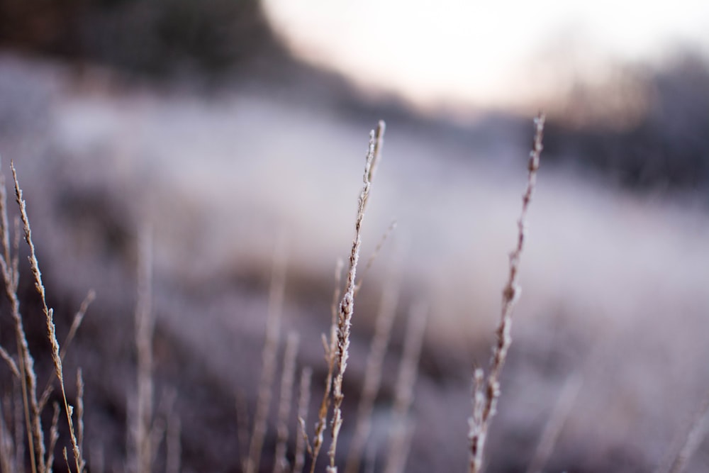 brown grass in tilt shift lens