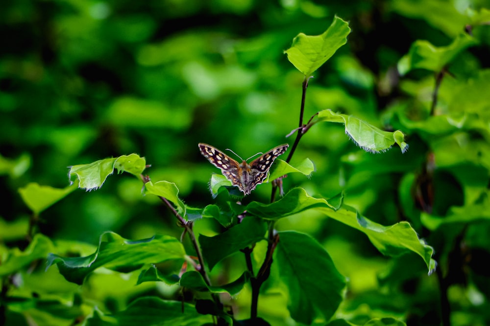 black and white butterfly perched on green leaf in close up photography during daytime