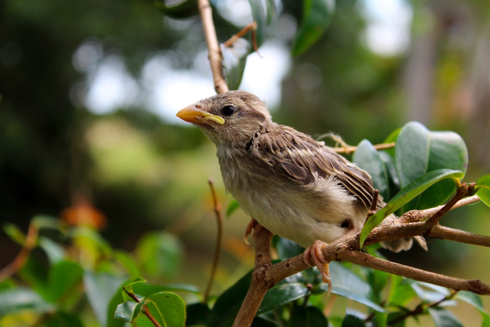 brown and white bird on brown tree branch during daytime