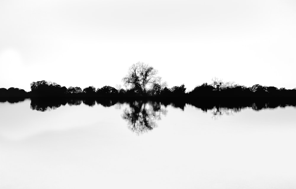 body of water near trees during daytime