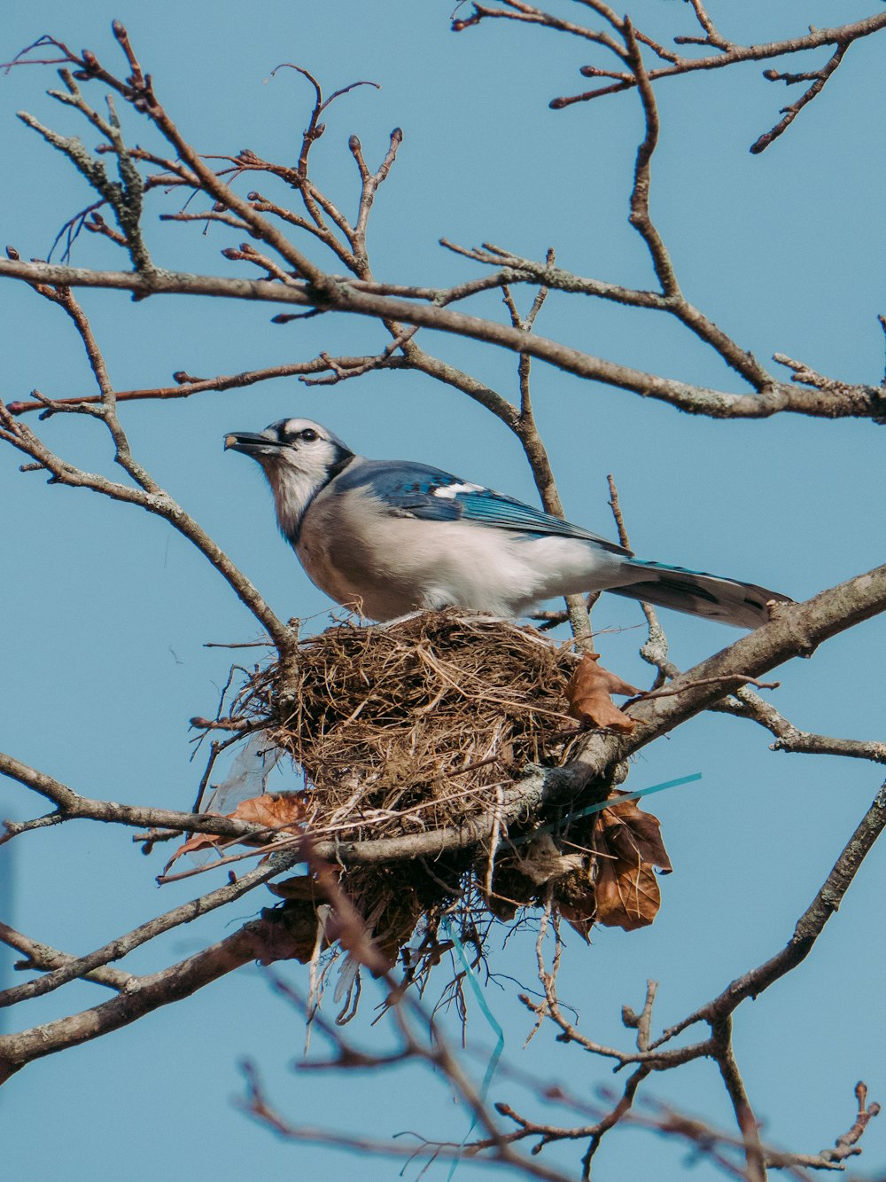 pássaro azul e branco no ninho marrom