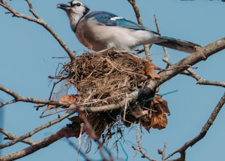 blue and white bird on brown nest