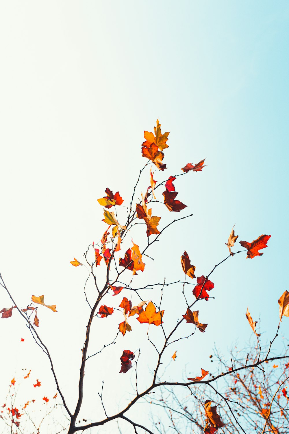 brown leaves on white background