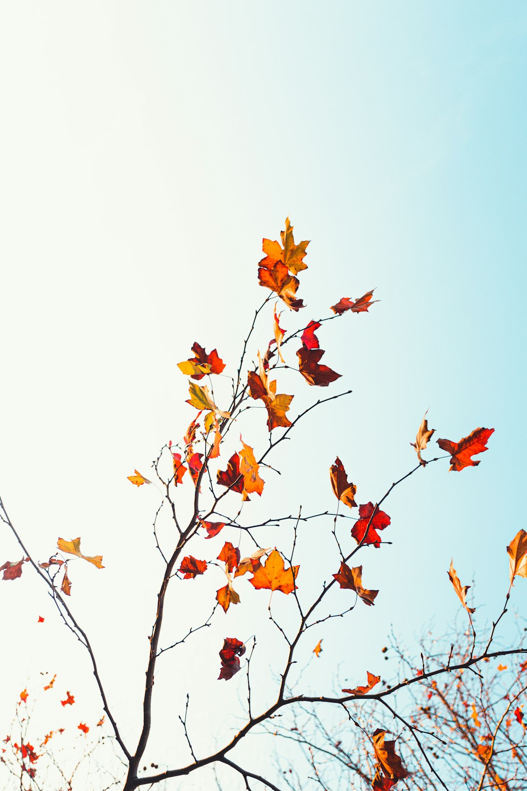 brown leaves on white background