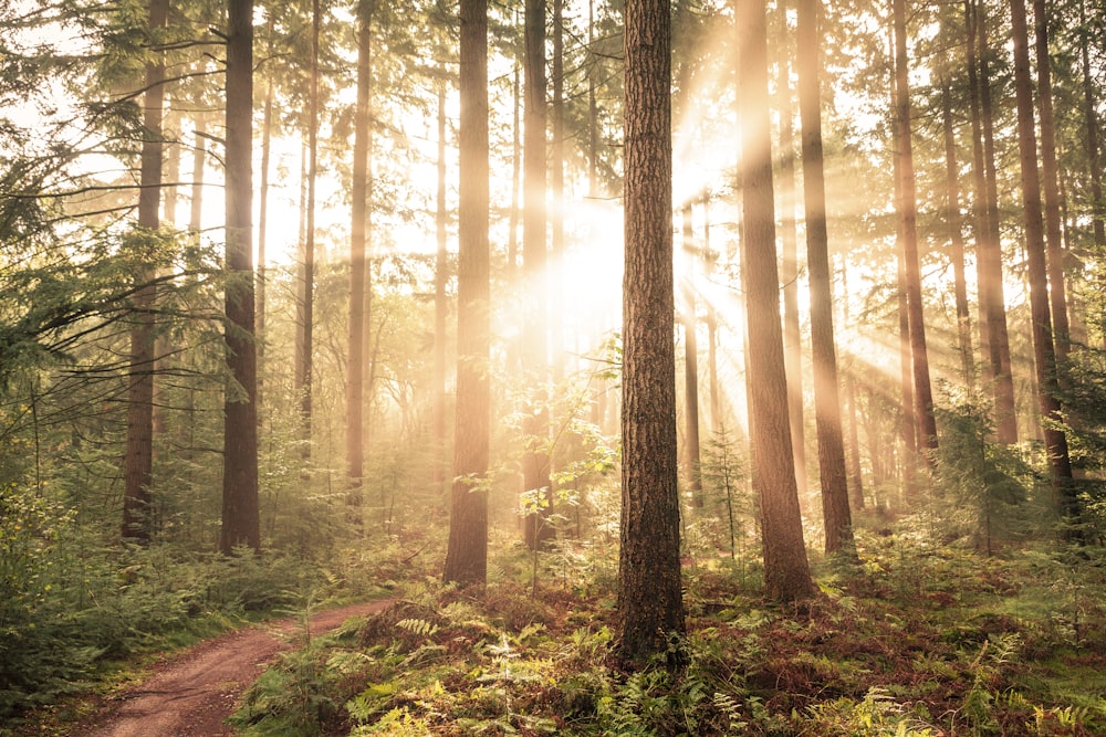 braune Bäume im Wald tagsüber