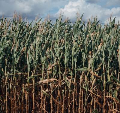 green corn field under blue sky during daytime