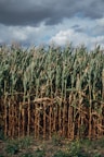 green corn field under blue sky during daytime