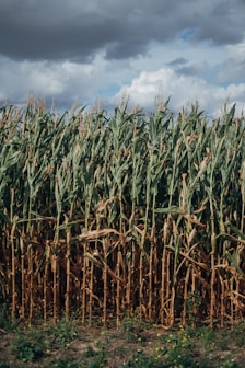 green corn field under blue sky during daytime
