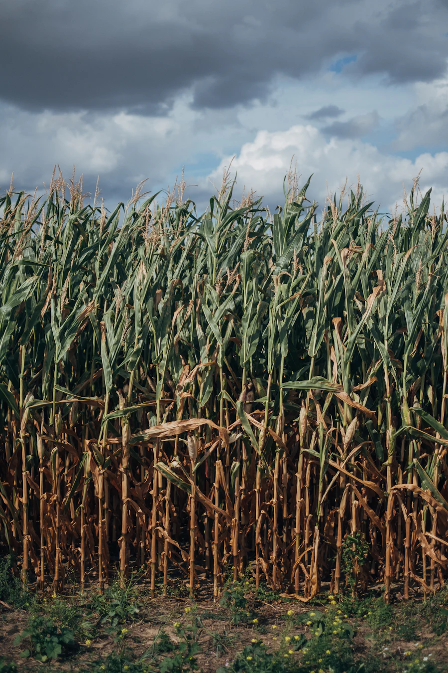 A green corn field under a blue sky
