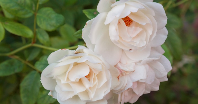 Two creamy white roses in full bloom are surrounded by lush green leaves. The petals are layered and slightly ruffled, with a subtle pink tint at their center.