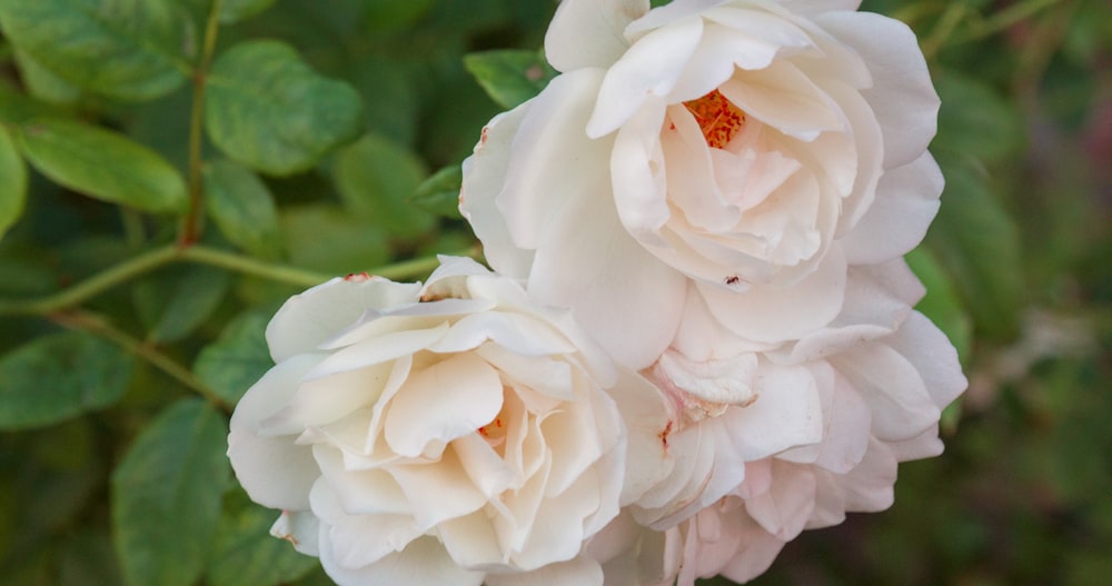 white rose in bloom during daytime