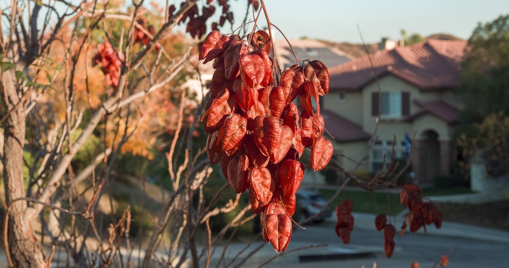 red leaves on brown tree branch