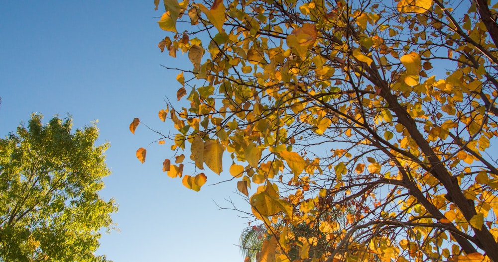 yellow leaves on brown tree during daytime