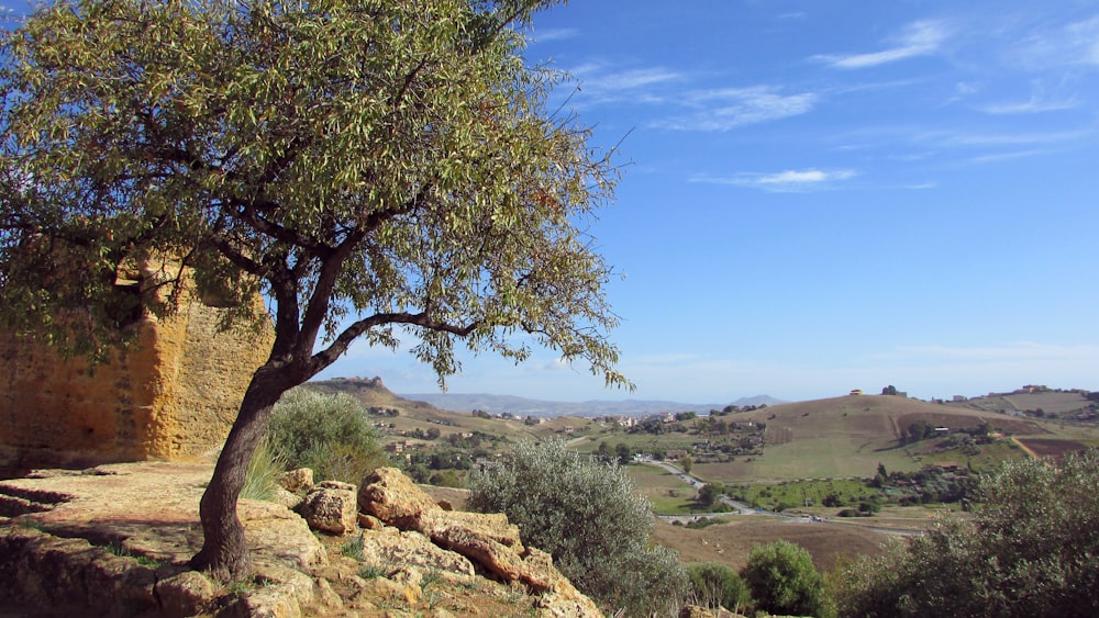 green tree on brown rock formation under blue sky during daytime