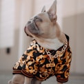 fawn pug wearing black orange and white leopard print shirt