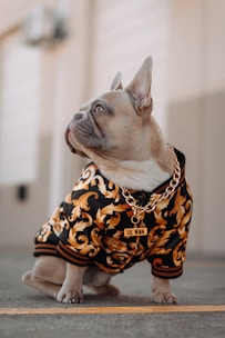 A French Bulldog sits on a concrete surface, wearing an extravagant black and gold patterned hoodie and a chunky gold chain necklace with a 'LIL' MAN' pendant. The setting appears to be urban, with a blurred background.