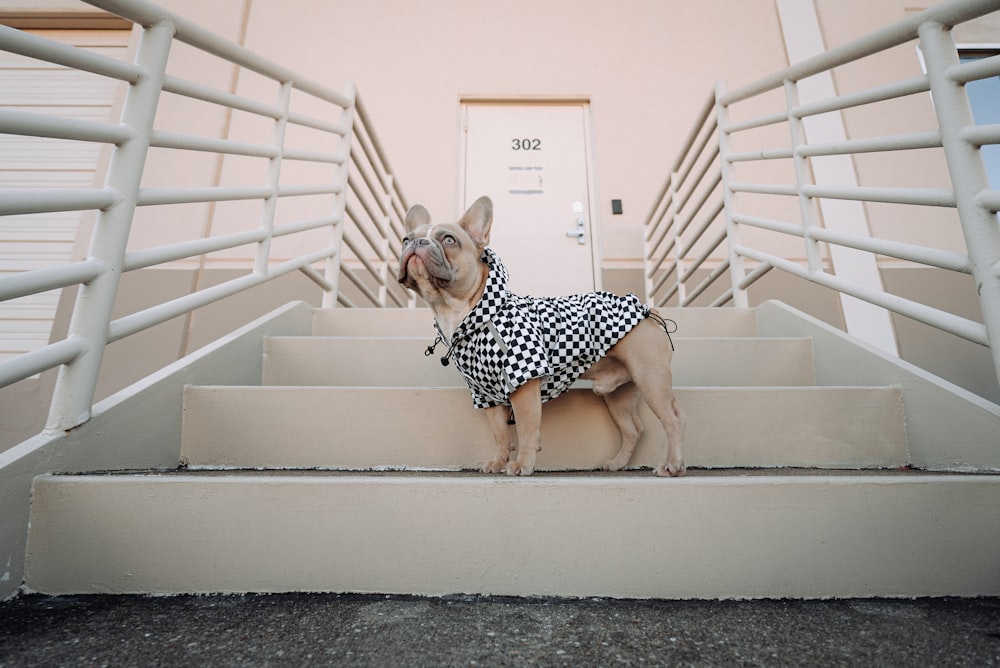 brown short coated small dog in black and white polka dot dress sitting on white wooden