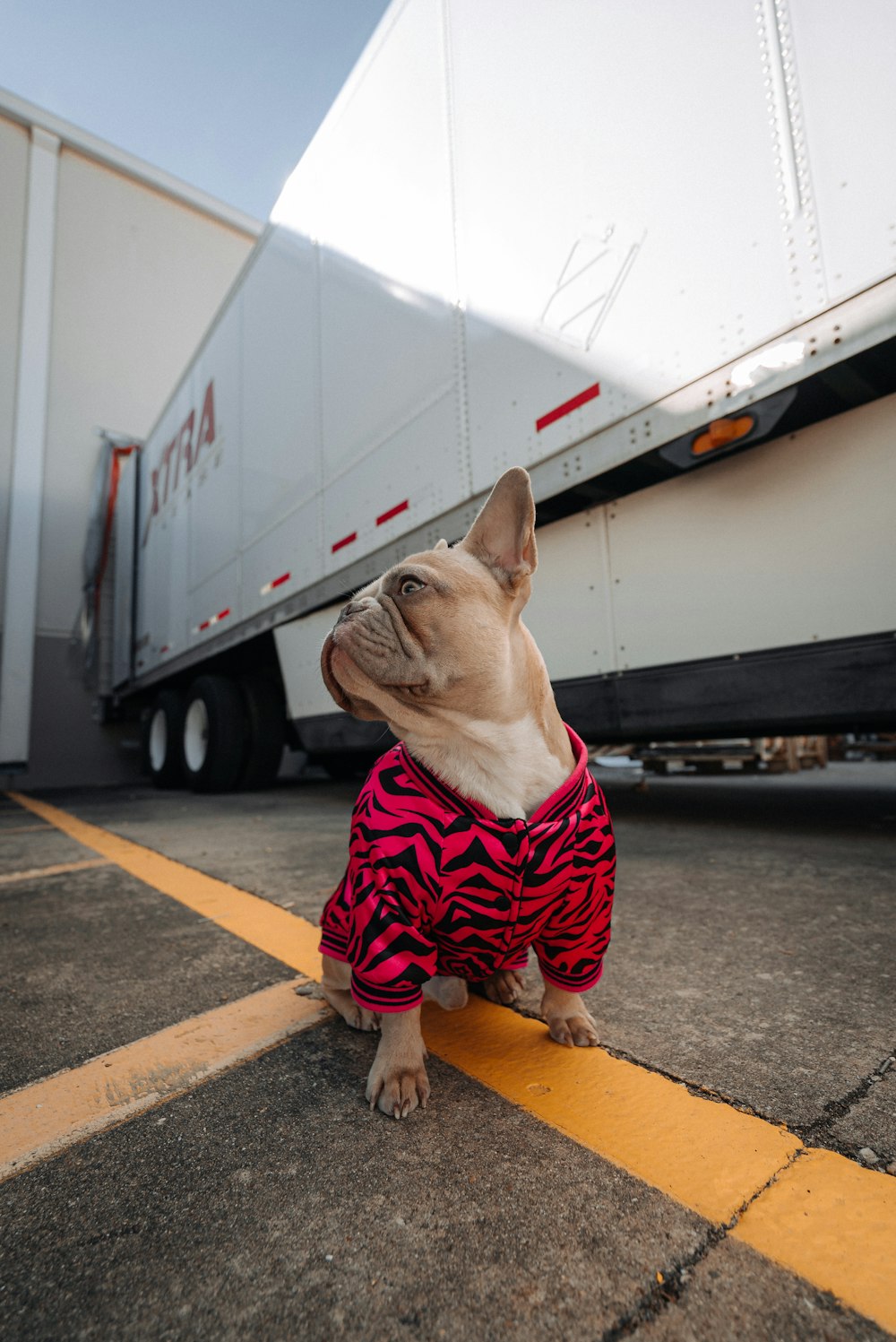 brown pug wearing red and white striped shirt and red and white plaid pants