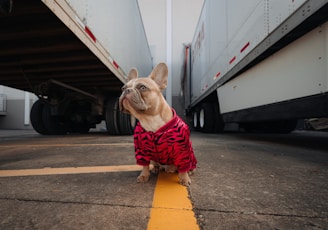 brown pug wearing red and black plaid shirt and red and black plaid scarf