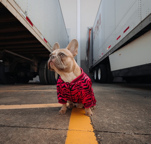 brown pug wearing red and black plaid shirt and red and black plaid scarf